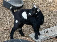Pygmy Goats - Photo 4