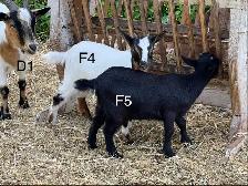 Pygmy Goats - Photo 5