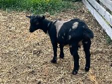 Pygmy Goats - Photo 6