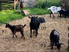Pygmy Goats - Photo 7