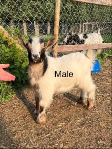 Pygmy Goats - Photo 8