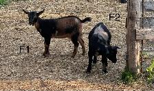 Pygmy Goats - Photo 9