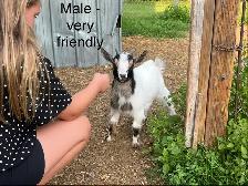 Pygmy Goats - Photo 10