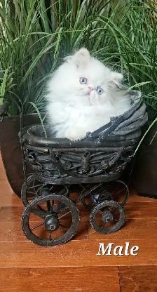 Purebred Registered Persian & Exotic Kittens