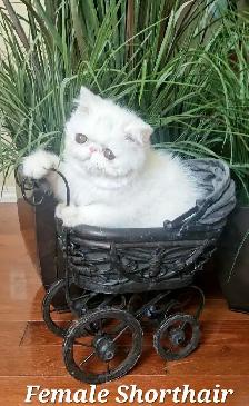 Purebred Registered Persian & Exotic Kittens - Photo 3