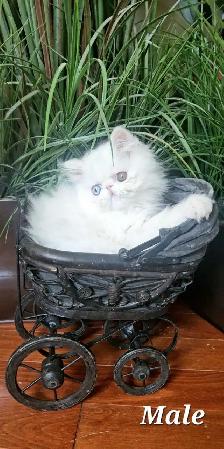 Purebred Registered Persian & Exotic Kittens - Photo 4