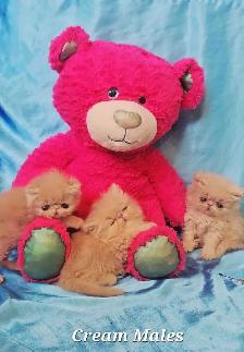 Purebred Registered Persian & Exotic Kittens - Photo 5