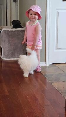 Purebred Registered Persian & Exotic Kittens - Photo 7