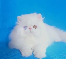 Purebred Registered Persian & Exotic Kittens - Photo 10
