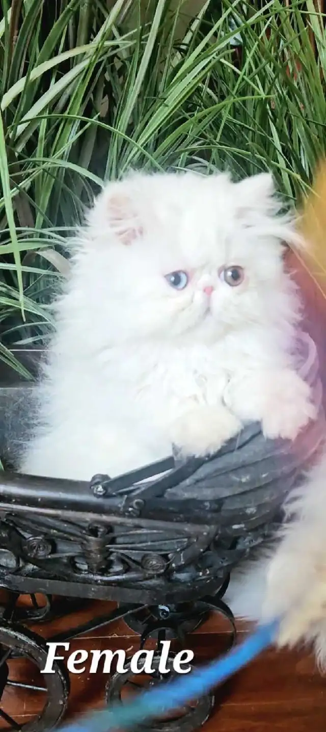 Stunning Registered Persian & Exotic Kittens