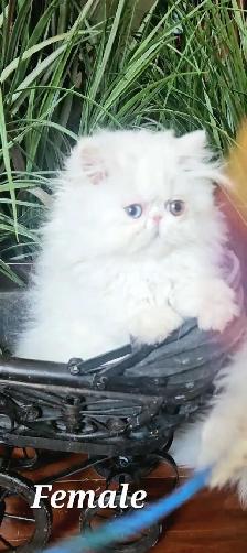 Stunning Registered Persian & Exotic Kittens