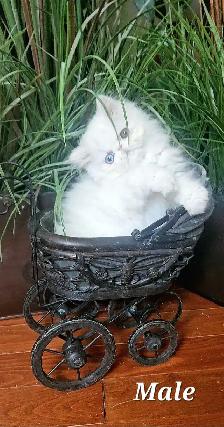Stunning Registered Persian & Exotic Kittens - Photo 2