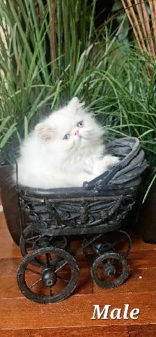 Stunning Registered Persian & Exotic Kittens - Photo 4