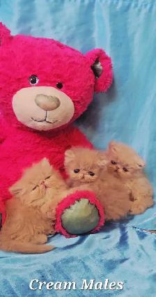Stunning Registered Persian & Exotic Kittens - Photo 5