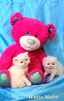 Stunning Registered Persian & Exotic Kittens - Photo 6