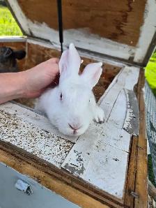 female bunnies with hutch - Photo 2