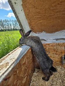 female bunnies with hutch - Photo 3