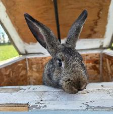 female bunnies with hutch - Photo 4