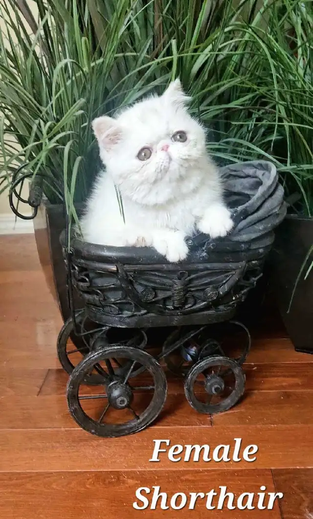 Quality Pedigreed Persian & Exotic Kittens