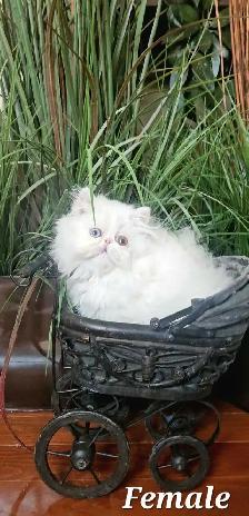 Quality Pedigreed Persian & Exotic Kittens - Photo 3