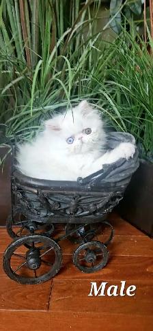 Quality Pedigreed Persian & Exotic Kittens - Photo 4