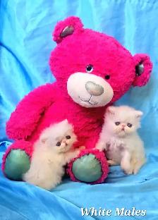 Quality Pedigreed Persian & Exotic Kittens - Photo 6