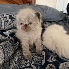 Purebred bule eyed Persian Himalayan Kittens