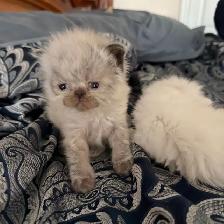 Purebred bule eyed Persian Himalayan Kittens - Photo 2