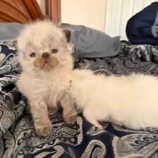 Purebred bule eyed Persian Himalayan Kittens - Photo 3