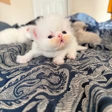 Purebred bule eyed Persian Himalayan Kittens - Photo 4