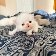 Purebred bule eyed Persian Himalayan Kittens - Photo 5