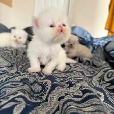 Purebred bule eyed Persian Himalayan Kittens - Photo 6