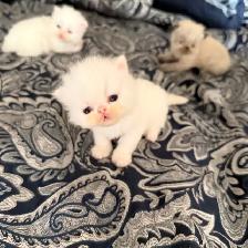 Purebred bule eyed Persian Himalayan Kittens - Photo 7