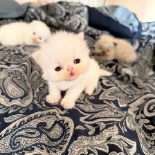 Purebred bule eyed Persian Himalayan Kittens - Photo 8