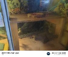 reptile tank - Photo 4