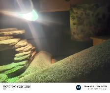 reptile tank - Photo 7