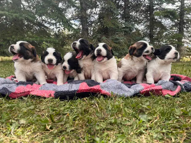 Saint Bernard Puppies