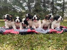 Saint Bernard Puppies