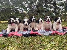 Saint Bernard Puppies - Photo 2