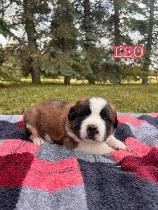 Saint Bernard Puppies - Photo 3