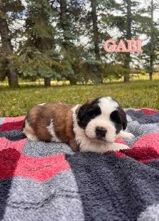 Saint Bernard Puppies - Photo 4