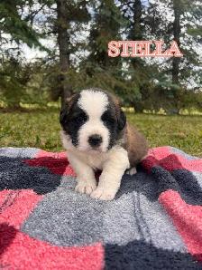 Saint Bernard Puppies - Photo 5