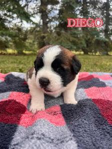 Saint Bernard Puppies - Photo 6