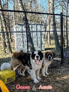 Saint Bernard Puppies - Photo 7