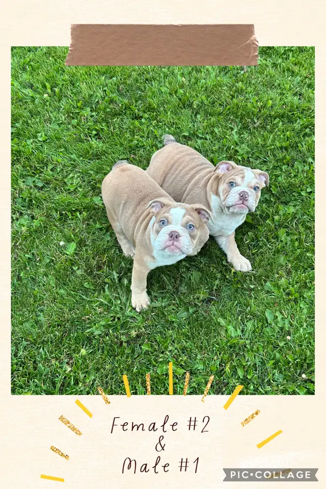 English Bulldog Puppies