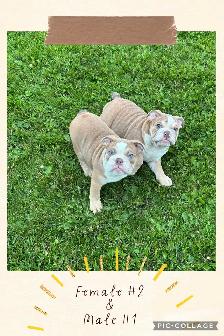 English Bulldog Puppies