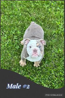 English Bulldog Puppies - Photo 2