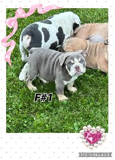 English Bulldog Puppies - Photo 3