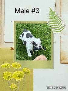 English Bulldog Puppies - Photo 5