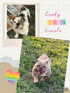 English Bulldog Puppies - Photo 6